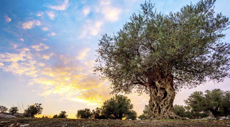 Old big olive tree in the Holy Land with colorful sunset